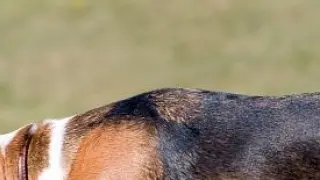 Perros beagles