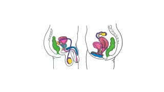 Ilustración del aparato reproductor masculino y femenino.