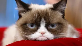 Grumpy cat, una cara inolvidable que ha dado mucho juego en internet.