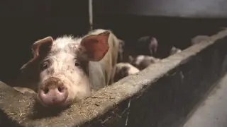El sector porcino sería uno de los grandes perjudicados de alcanzarse el acuerdo en las condiciones planteadas.