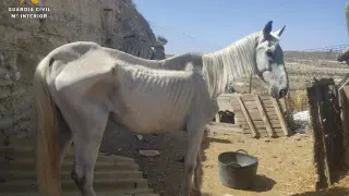 Estado en que se localizó al caballo