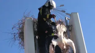 Los bomberos rescataron al animal atrapado en la antena.