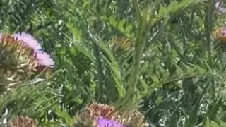 La flor del cardo se obtiene al espigarse la planta. CITA