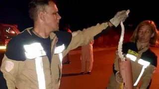 Los bomberos de la Diputación de Zaragoza capturaron la serpiente con las manos y la metieron en un tubo que llevan para este tipo de intervenciones.