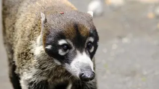 El coatí es otro de los mamíferos que ya está incluido en el catálogo español de especies exóticas invasoras.