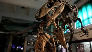 Fotografía fechada el 22 de agosto de 2019, que muestra una vista de un dinosaurio en exhibición en el Museo Argentino de Ciencias Naturales Bernardino Rivadavia de Buenos Aires.