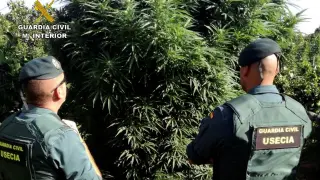 Detenido un policía local de Murcia con una tonelada de marihuana.