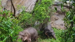 Khao Yai (Thailand), 05/10/2019.- A handout photo made available on 05 October 2019 by the Department of National Parks, Wildlife and Plant Conservation (DNP) shows two elephants that are expected to survive after falling into Haew Narok Waterfall in Khao Yai National Park, Prachin Buri Province, Thailand, 05 October 2019. Six elephants died after falling into the waterfall, two elephants survived, said the national park official. (Tailandia) EFE/EPA/DNP HANDOUT HANDOUT EDITORIAL USE ONLY/NO SALES HANDOUT EDITORIAL USE ONLY/NO SALES Six elephants died after falling into the waterfall in Khao Yai National Park