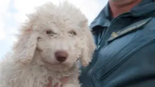 El perro 'Dylan' sustituye a 'Marley' para ayudar a la Guardia Civil a encontrar restos humanos