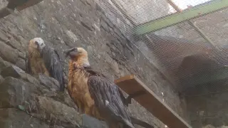 La pareja de quebrantahuesos, en sus primeros contactos en el Parque Zoológico del Eco Museo de Aínsa.