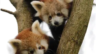 Zagreb (Croatia), 12/11/2019.- Two red panda babies sit on a tree in Zagreb's Zoo, in Zagreb, Croatia, 14 November 2019. Two red panda babies, who were born this summer in the Zagreb Zoo, have received today their names Dudek (man) and Regica (female). The names were proposed by Croatian citizens via social media and chosen by Croatian Olympics sportists, brothers Sinkovic as contribution to this year's Red Panda's day. (Croacia) EFE/EPA/ANTONIO BAT Baby Red pandas in Zagreb's Zoo