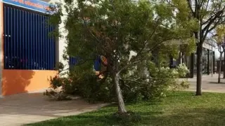 Cae un árbol junto a una escuela infantil en Valdespartera.