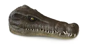 Reconstrucción del cráneo de la nueva especie de cocodrilo fósil.