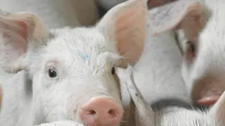 Algunos mataderos cuentan con una campaña de propio para vender a particulares la canal del cerdo.
