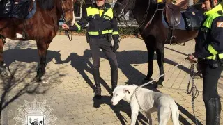 Policías a caballo recogen un perro perdido en Zaragoza