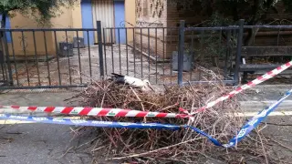 Caída de un nido de cigüeña de la torre de la iglesia de Peñaflor.