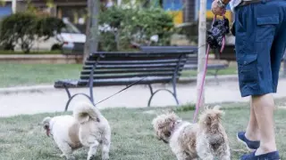 Las nuevas restricciones de Sabiñánigo afectan a quienes pasean a sus perros.