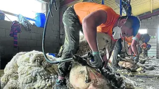 Una cuadrilla de esquiladores uruguayos, el viernes en una explotación de ovino de Viu de Linas (Huesca)