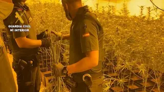 Dos detenidos y 1.400 plantas de marihuana incautadas La Litera