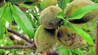 Las lluvias y el exceso de humedad han favorecido la aparición de enfermedades en el fruto.