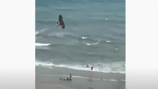 Graban el momento en que un águila atrapa a un tiburón y se lo lleva volando