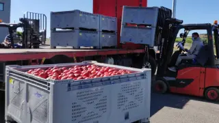 Llegada de fruta a las instalaciones de La Espesa de Zaidín, donde las piezas serán seleccionadas y envasadas antes de su envío a diferentes países de Europa.