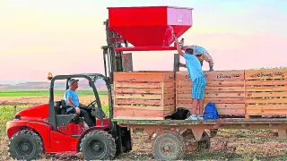 Los agricultores integrados en la D. O. Cebolla Fuentes de Ebro ya han comenzado la recolección.