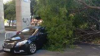 El árbol ha caído en la plaza de San Francisco sobre dos coches aparcados.