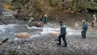 Agentes de la Guardia Civil de Canfranc y del Sereim de Jaca participaron en el rescate de las ovejas.
