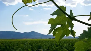 La bodega tiene 50 hectáreas de viñedo en Muel.
