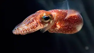 El calamar Euprymna scolopes obtiene su bioluminiscencia gracias a una bacteria.