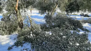 Olivares de Belchite tronchados por el peso de la nieve