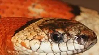 Foto de archivo de una serpiente