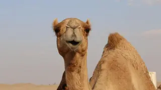 En algunas zonas turísticas los dromedarios y los camellos se usan para pasear a los visitantes.