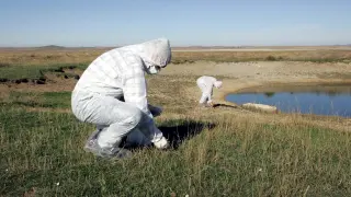 Técnicos toman muestras de aves migratorias en la laguna de Gallocanta para prevenir la gripe aviar, en 2005.