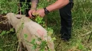 Una guardia civil corta el plástico que oprimía el cuello de la oveja