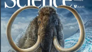 Portada de la revista 'Science' con la investigación sobre el mamut.