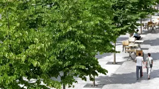 Los árboles son parte del paisaje urbano.