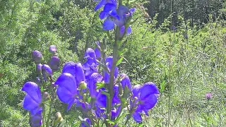Una planta de acólito con su característica flor azul-morada, en los Pirineos.