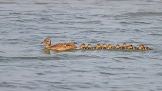 ¿Cómo consigue mamá pato que sus hijos la sigan en perfecta fila?