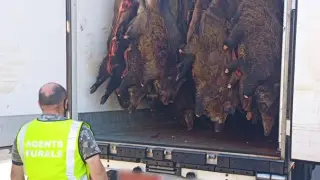 Algunos de los jabalíes en el camión frigorífico