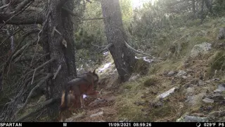 Un ejemplar captado por una cámara de fototrampeo del oso el 9 de noviembre en el Pirineo de Lérida.