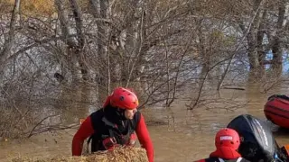 Trabajos de los bomberos de la DPZ en la ribera del Ebro