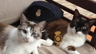 Imagen de los gatos Tai y Maluco enviada por la Policía Nacional el día de los Santos Inocentes