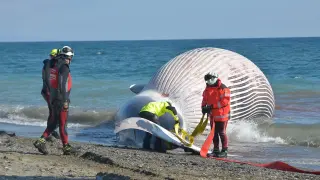 Bomberos del Consorcio de Málaga ayudan en los trabajos de retirada del cadáver de la ballena de nueve metros de longitud.