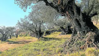 Algunos ejemplares de los olivos centenarios situados en la localidad oscense de Radiquero, en la comarca del Somontano.