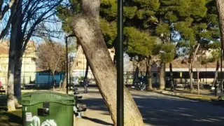 Algunos pinos han alcanzado mucha altura, según apuntan los vecinos de La Jota.