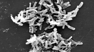 Cepas bacterianas modificadas se alimentan de dióxido de carbono procedente de emisiones industriales.