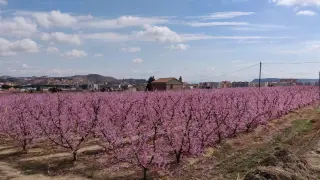Los árboles frutales ya anuncian la primavera en el Bajo Cinca. Digital