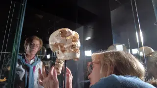 El cráneo y las vértebras de 'Miguelón', expuestos en el Museo de la Evolución Humana.